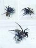 Phlegra sp.
